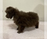 Rascal - Male Poodle (Toy) Puppy for Sale - Photo #4