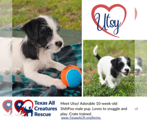 ShihPoo Dogs for adoption in Lillian, TX, USA