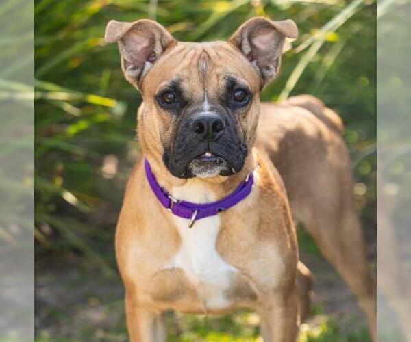 Medium Photo #2 Bull-Boxer Puppy For Sale in Camarillo, CA, USA