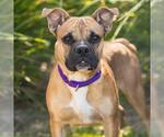 Small #1 Bull-Boxer