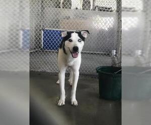 Siberian Husky Dogs for adoption in Conroe, TX, USA