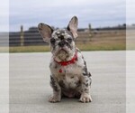 Small Photo #1 French Bulldog Puppy For Sale in FRESNO, OH, USA