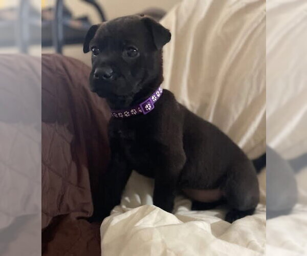 Medium Photo #2 Mutt Puppy For Sale in New London, WI, USA