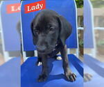 Small #5 Mutt