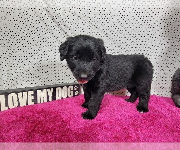 Medium Photo #7 Golden Mountain Dog Puppy For Sale in BLACK FOREST, CO, USA
