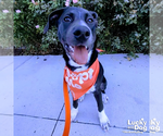 Small #11 Labrador Retriever Mix