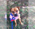 Small #2 Boxer Mix