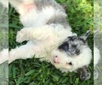 Small Photo #8 Aussiedoodle Miniature  Puppy For Sale in FORT MYERS, FL, USA