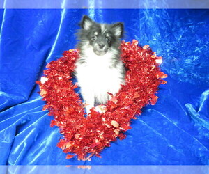 Pomeranian Puppy for sale in HARTVILLE, MO, USA