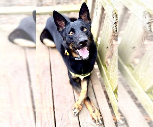 Medium Photo #6 Mutt Puppy For Sale in Elmsford, NY, USA