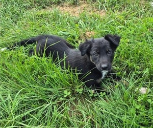 Medium Border-Aussie