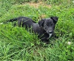 Puppy Orchid Border-Aussie