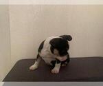 Small Photo #11 French Bulldog Puppy For Sale in IMPERIAL BCH, CA, USA
