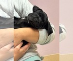 Small Photo #2 Mutt Puppy For Sale in Shillington, PA, USA