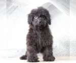 Small Photo #3 ShihPoo Puppy For Sale in MOUNT VERNON, OH, USA