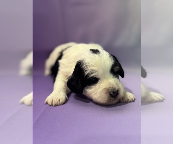 Medium Photo #16 Bernedoodle (Miniature) Puppy For Sale in LONGMONT, CO, USA