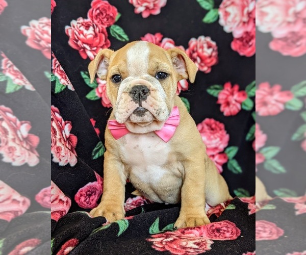 Medium Photo #9 English Bulldog Puppy For Sale in COCHRANVILLE, PA, USA