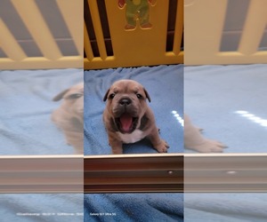 French Bulldog-Olde English Bulldogge Mix Puppy for sale in WAYNE, MI, USA