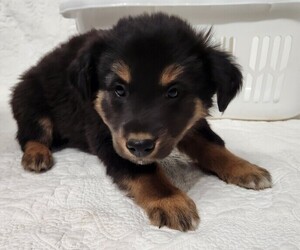 Medium Border Collie-Catahoula Leopard Dog Mix