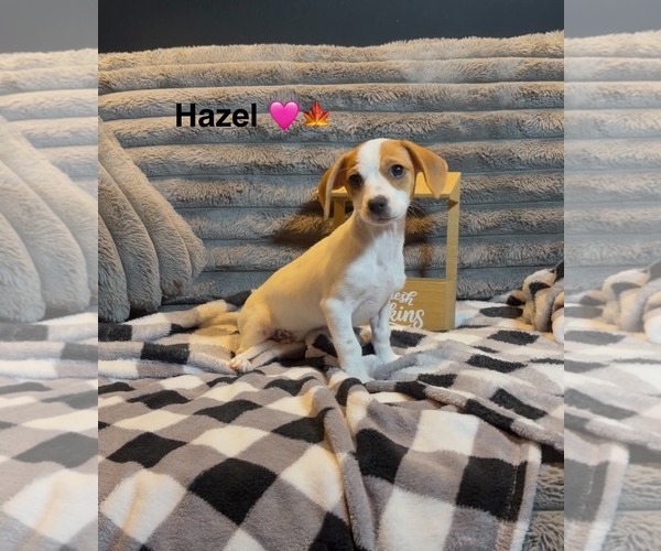 Medium Photo #1 Mutt Puppy For Sale in Turlock, CA, USA