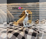 Hazel - Female Mutt Dog for Adoption - Small photo