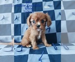 Puppy dylan Cavalier King Charles Spaniel