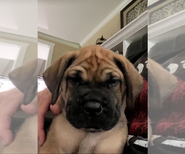 Medium Photo #6 Mastiff Puppy For Sale in LOGANVILLE, GA, USA