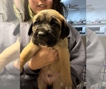 Small Photo #3 Cane Corso-Saint Bernard Mix Puppy For Sale in LIVERMORE, CA, USA