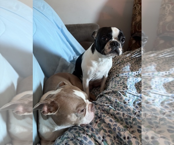 Medium Photo #1 Boston Terrier Puppy For Sale in HOWELL, NJ, USA