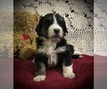 Small #9 Bernedoodle