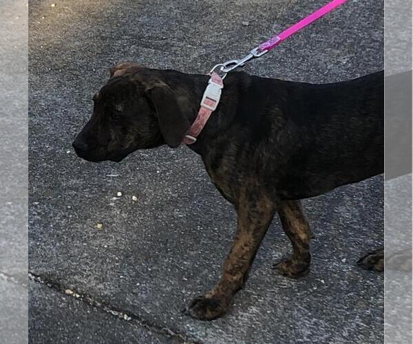 Medium Photo #6 Labrador Retriever-Unknown Mix Puppy For Sale in Yardley, PA, USA
