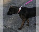 Small Photo #6 Labrador Retriever-Unknown Mix Puppy For Sale in Yardley, PA, USA