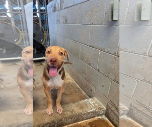 Labrador Retriever-New Guinea Singing Dog Mix Dogs for adoption in El Centro, CA, USA