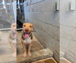Small Labrador Retriever-New Guinea Singing Dog Mix
