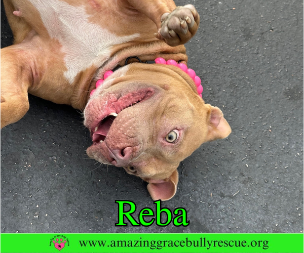 Medium Photo #8 American Bulldog-Unknown Mix Puppy For Sale in Pensacola, FL, USA