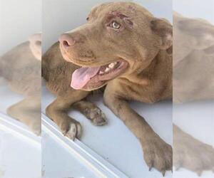 Labrador Retriever Dogs for adoption in Houston, TX, USA