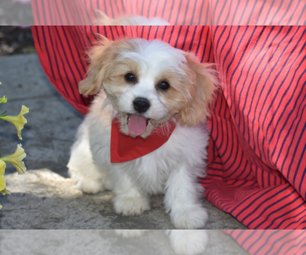 Medium Photo #2 Cavachon Puppy For Sale in ELDORADO, OH, USA