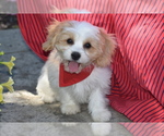 Small #1 Cavachon