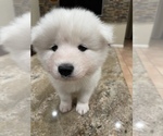 Small Photo #8 Samoyed Puppy For Sale in BOCA RATON, FL, USA