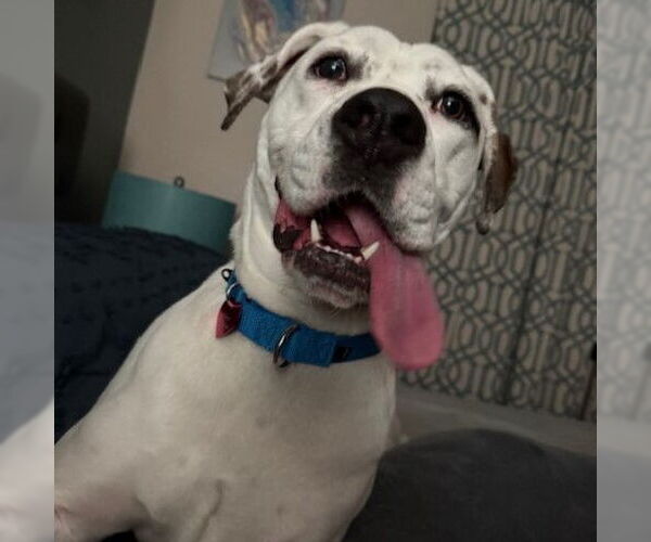 Medium Photo #2 American Bulldog Puppy For Sale in Fargo, ND, USA