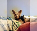 Small Photo #2 Mutt Puppy For Sale in Brooklyn Center, MN, USA