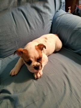 Medium Photo #1 Bulldog Puppy For Sale in NEW OXFORD, PA, USA