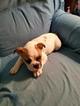 Small Photo #1 Bulldog Puppy For Sale in NEW OXFORD, PA, USA