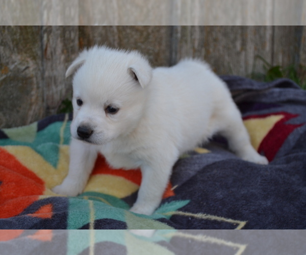 Medium Photo #4 Alaskan Klee Kai Puppy For Sale in GREENWOOD, WI, USA