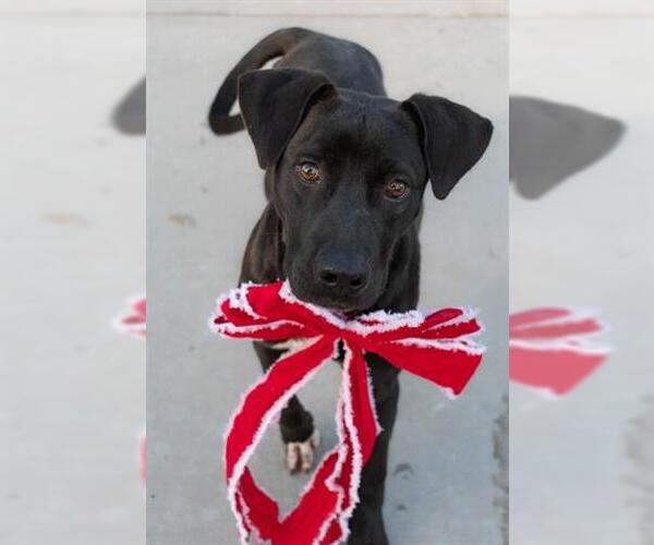 Medium Photo #1 Labrador Retriever-Unknown Mix Puppy For Sale in Tulsa, OK, USA