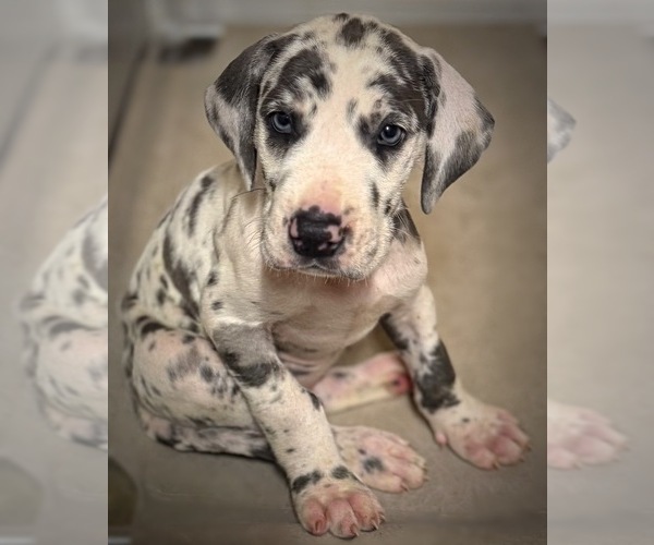 Medium Photo #1 Great Dane Puppy For Sale in MARSHVILLE, NC, USA