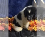 Small Photo #14 Newfoundland Puppy For Sale in AURORA, IN, USA