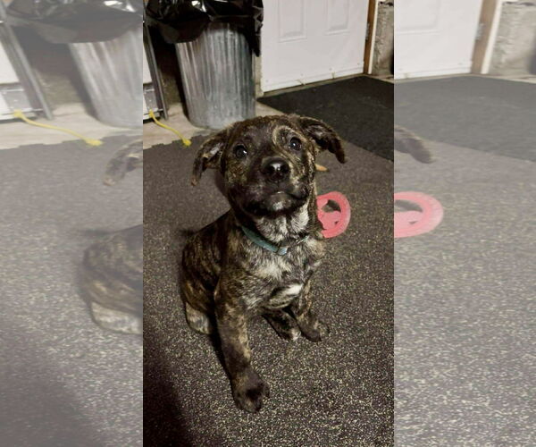 Medium Photo #2 English Mastweiler Puppy For Sale in Oro Medonte, Ontario, Canada