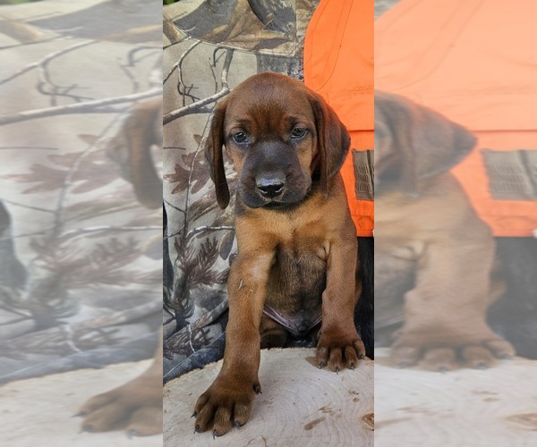 Medium Photo #1 Redbone Coonhound Puppy For Sale in DENVER, PA, USA
