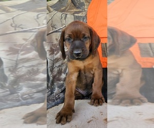 Medium Redbone Coonhound